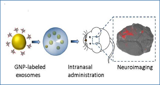 In Vivo Neuroimaging of Exosomes Using Gold Nanoparticles - Exosome RNA