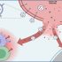 exosomes