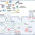 exosomes