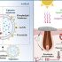 exosomes