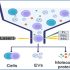 exosomes