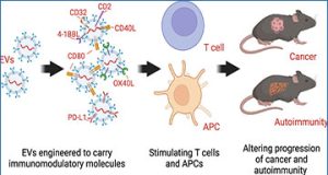 exosomes