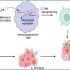 exosomes