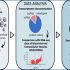 exosomes