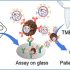 exosomes