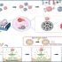 exosomes