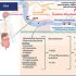 exosomes