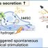 exosomes