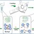 exosomes