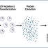 exosomes