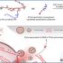 exosomes