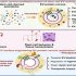 exosomes