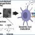 exosomes