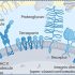 exosomes