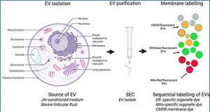exosomes