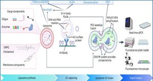 exosomes