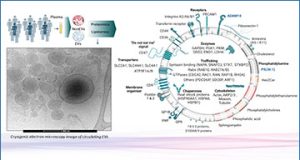 exosomes