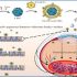 exosomes