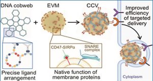 exosomes