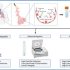 exosomes