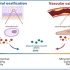 exosomes