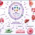 exosomes