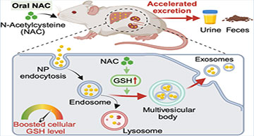 glutathione nanoparticles Boosting helps cells release through exosomes Day-7 Increase Vitamin B12+ spo-cs-disabled Tamaño:60 cuentas