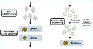 exosomes