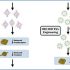 exosomes