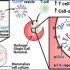 exosomes