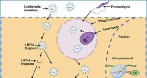 exosomes