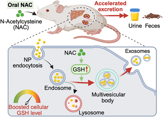 glutathione exosome Boosting helps cells release nanoparticles through exosomes Protein Research Gluta Rosa Soap is Color:Hikari Glutathione ( Pink)