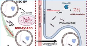 exosomes