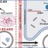 exosomes