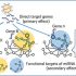 exosomes